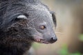 The portrait of Binturong Royalty Free Stock Photo