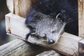 Binturong or bear cat in an animal park - Adorable mammal with long black hair