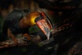 Portrait of bird with big beak, Rufous Hornbill, Buceros hydrocorax, Philippines Royalty Free Stock Photo