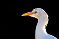 Portrait of a bird on a black background.. Cattle egret, bubulcus ibis, Morocco Royalty Free Stock Photo