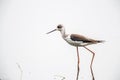 Black Winged Stilts Himantopus himantopus