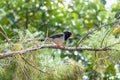 Portrait of bird - Blue Magpie Urocissa caerulea