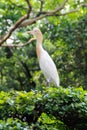 Portrait of a bird cattle egret - the most numerous bird of the heron family.