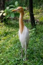 Portrait of a bird cattle egret - the most numerous bird of the heron family.