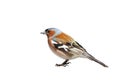 Portrait bird Chaffinch on a white isolated background