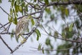 Portrait of bird - Chinese Pond Heron