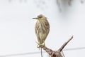 Portrait of bird - Chinese Pond Heron Ardeola bacchus