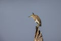 Portrait of bird - Chinese Pond Heron Ardeola bacchus