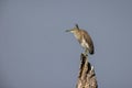 Portrait of bird - Chinese Pond Heron Ardeola bacchus