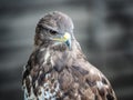 Portrait of a bird golden eagle with plumage