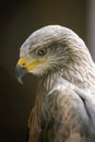 Portrait of a bird name black kite Milvus migrans. Royalty Free Stock Photo