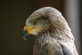 Portrait of a bird name black kite Milvus migrans. Royalty Free Stock Photo