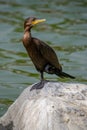 Portrait of a bird, Neotropical Cormorant (Phalacrocorax brasilianus) standing on one leg.