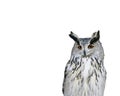 Portrait bird owl with a surprised look on white background