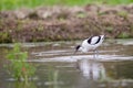 Portrait of bird - Pied Avocet