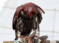 Bird of prey in special equipment during falconry