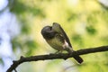 Portrait of the bird thrush sits on a branch in spring Park and Royalty Free Stock Photo