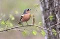 Portrait of birds of the Finch in the forest surrounded by young Royalty Free Stock Photo