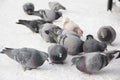 Portrait of birds pigeons pecking grain in the snow in the winter in the street close up Royalty Free Stock Photo