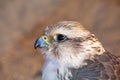 Birds of Prey - Common Kestrel Royalty Free Stock Photo