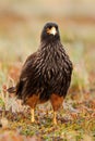 Portrait of birds of prey Strieted caracara, Phalcoboenus australis, sitting in the grass, Falkland Islands