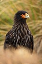 Portrait of birds of prey Strieted caracara, Phalcoboenus australis, sitting in the grass, Falkland Islands Royalty Free Stock Photo