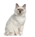 Portrait of Birman cat Royalty Free Stock Photo