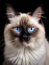 Portrait of a Birman cat looking at the camera. AI-generated. Royalty Free Stock Photo