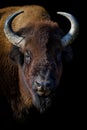 Portrait Bison on black background. Wildlife scene from nature Royalty Free Stock Photo