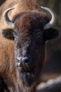 Portrait Bison on black background. Wildlife scene from nature Royalty Free Stock Photo