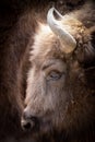 Portrait of a bison buffalo Royalty Free Stock Photo