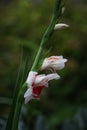 Portrait of \'Bizar\' gladiolus from side angle