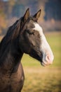 American Paint horse on the autumn meadow Royalty Free Stock Photo