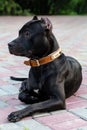 Portrait of black American Pitbull Terrier dog, lying down at public park, wearing ginger leather collar, looking calm and confide