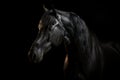 Portrait of black stallion Horse with long mane. Generative AI. Royalty Free Stock Photo