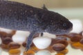 Portrait of black axolotl