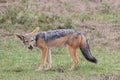 Portrait of black-backed jackal Royalty Free Stock Photo