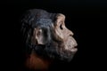 Portrait on a black background of a prehistoric hominid reproduced in miniature Royalty Free Stock Photo