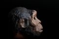 Portrait on a black background of a prehistoric hominid reproduced in miniature