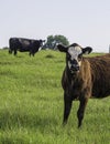 Black baldy heifer with cow in background - vertical Royalty Free Stock Photo