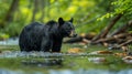 Portrait of a black bear in the lush greenery of Great Smoky Mountains National Park, capturing its majestic presence in the