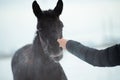 Portrait of black beautiful colt 6 month old posing at snowy field. close up. cloudy winter day