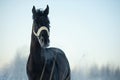 Portrait of  black beautiful  horse  running at meadow. close up. winter season Royalty Free Stock Photo