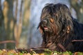 Portrait of black bergamasco shepherd dog Royalty Free Stock Photo