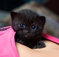 Portrait of a black British kitten