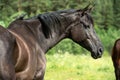 Portrait of black brood mare grazing freely at pasture. sunny summer day