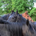 Portrait of a horses in motion at summer Royalty Free Stock Photo
