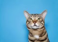 Portrait of a black and brown tabby kitten on blue Royalty Free Stock Photo