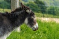 Portrait a donkey on a green meadow Royalty Free Stock Photo