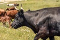 Portrait of a black bull cow with horns on a green meadow with white flowers. There are several brown cows in the Royalty Free Stock Photo